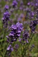 Lavandula angustifolia 'Munstead Strain' -- Lavendel